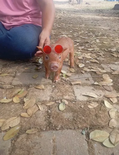 Mine porco