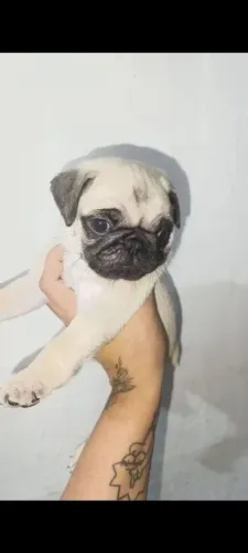 Filhote pug, Patinhas pequenas, amor infinito!