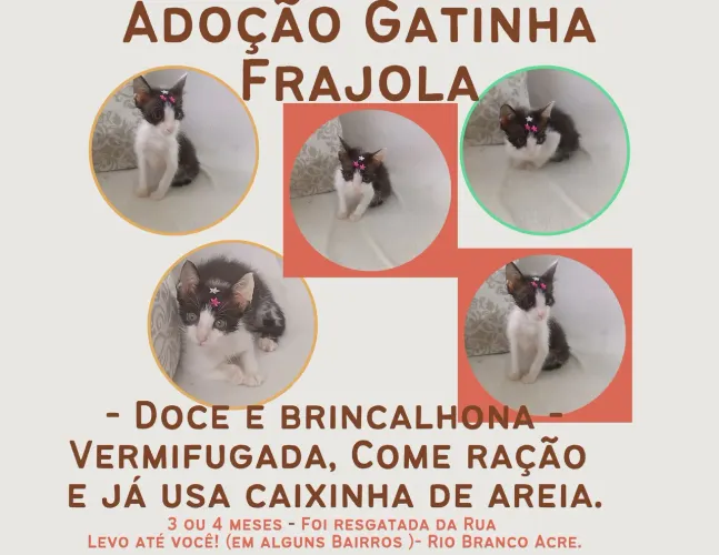 Gatinha linda para adoção