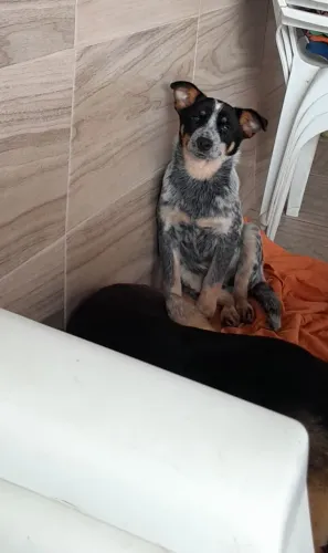 Filhote de red heeler boiadeiro australiano