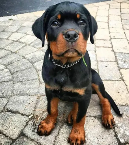 Rottweiler Pureza em Forma de Conexão