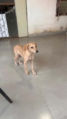 Doa-se essa linda Doguinha 