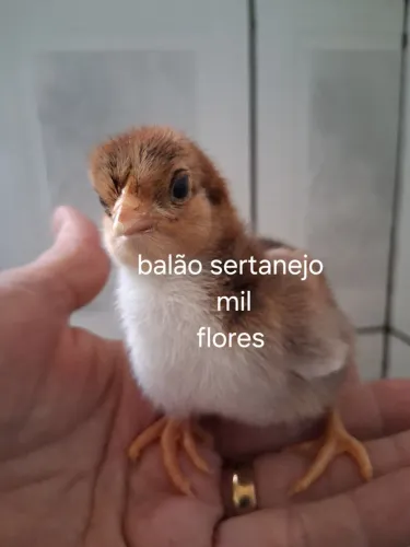 PINTINHOS  BALAO SERTANEJO 