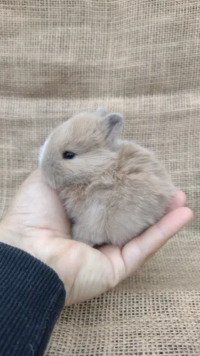 Coelho netherland dwarf linhagem importada