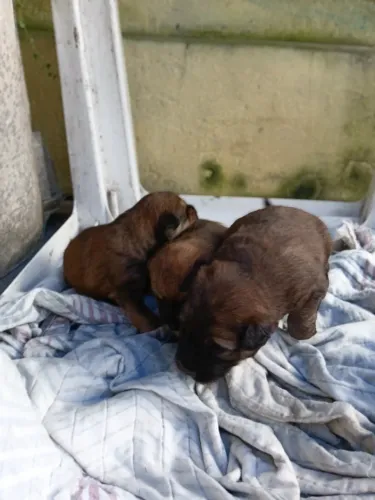 Chowchow com collie