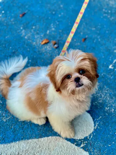Cachorro