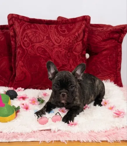 Buldog francês macho 