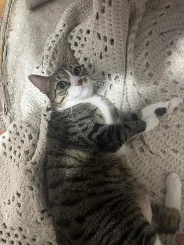 Gata