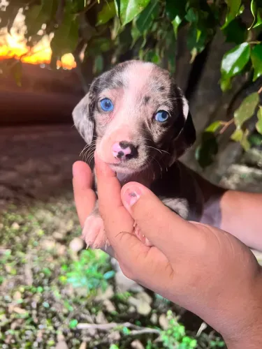 Dachshund filhote 