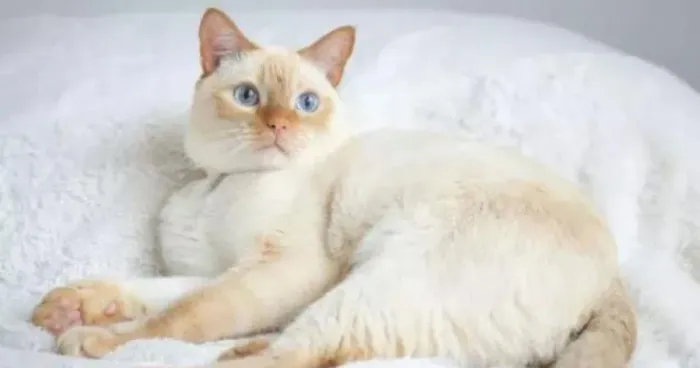 Procuro gato para adoção