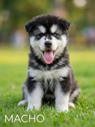 Lindos Filhotes de Husky Siberiano - 2 Machos e 1 Fêmea!