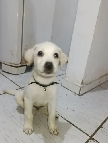 Vendo filhote de pastor branco com pastor alemão