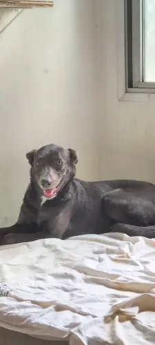 Linda cachorra para adoção