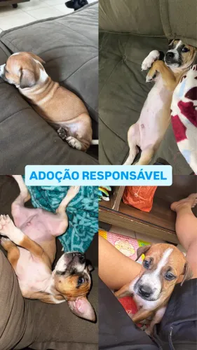 Adoção