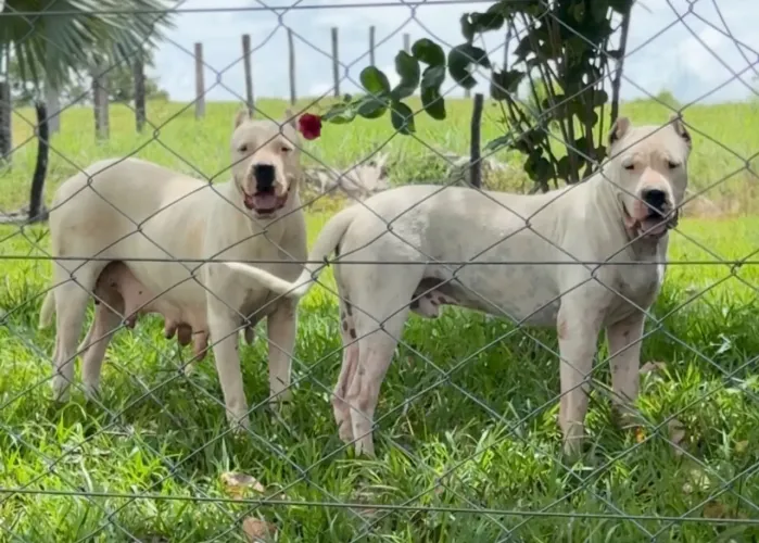 Dogo Argentino filhotes! 