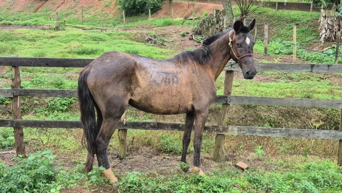 CAVALO DE MARCHA BATIDA