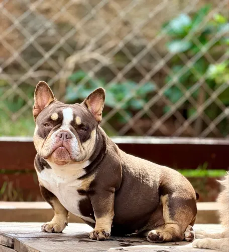 American bully