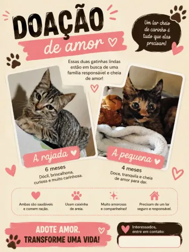 Doa-se duas gatinhas fêmea