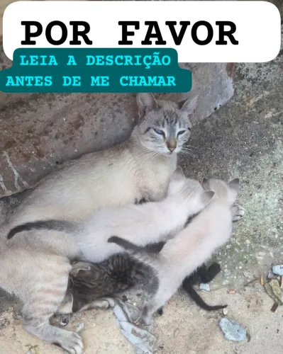 Gatos SIM ESTA DISPONÍVEL