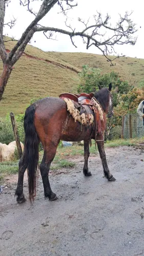 Cavalo marcha picada