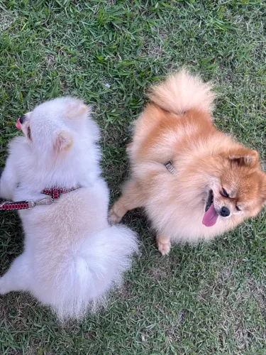 Último filhotinho de spitz alemão branco