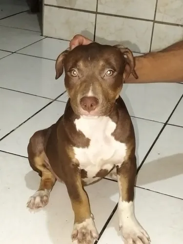 Vende-se Pit Monster