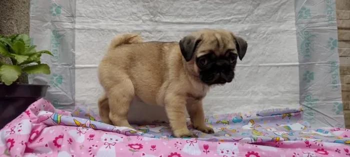 Pug!! A sua melhor escolha para dia 12