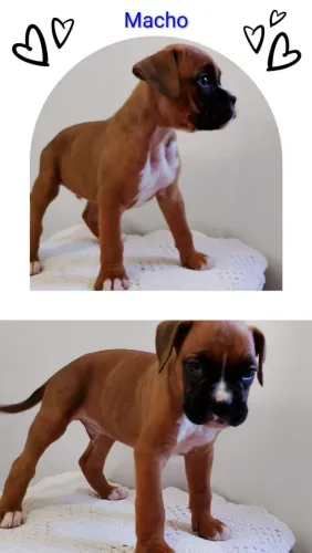 Lindos filhotes de Boxer