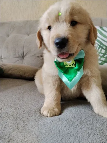 Filhote de Golden Retriever (ótima linhagem)