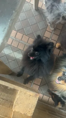 Lulu da Pomerania