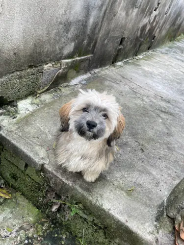 LHASSA APSO PURO A RAÇA PURO NÃO E MISTURADO NÃO BLZ