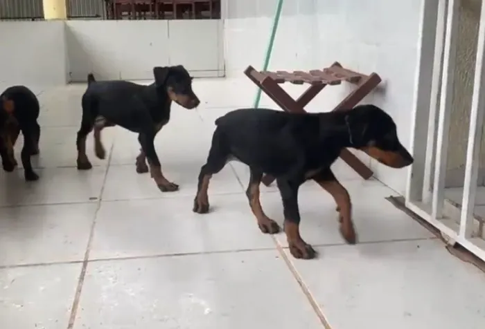 VENDE-SE FILHOTES DE DOBERMAN EUROPEU COM AMÉRICANO.