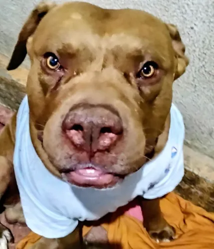 Doa-se Pitbull Macho Dócil