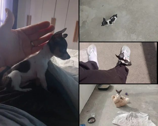 Pincher 0