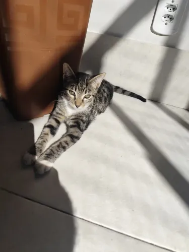 Gato para adoção
