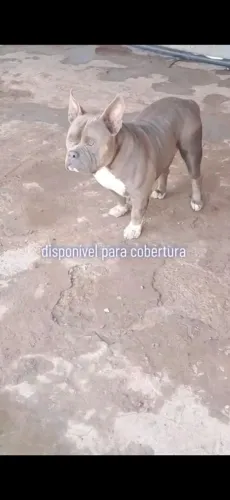 América bully disponível para cruza pego em filhotes ou dinheiro pedigree Abbr 