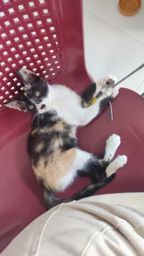 DOAÇÃO DESSA LINDA GATINHA