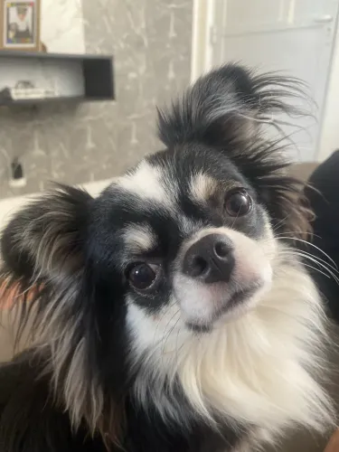 Chihuahua para cobertura