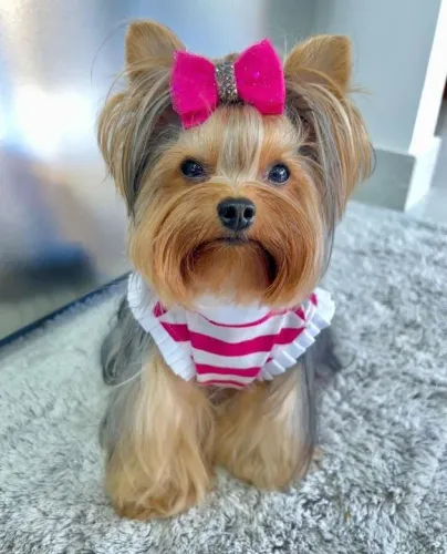 Yorkshire Terrier Fêmea e macho carinha de anjo