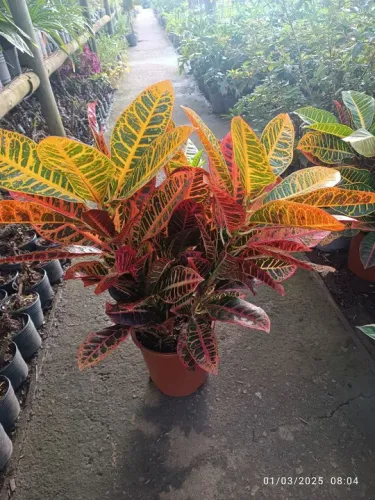 Planta Croton - Folhas Coloridas