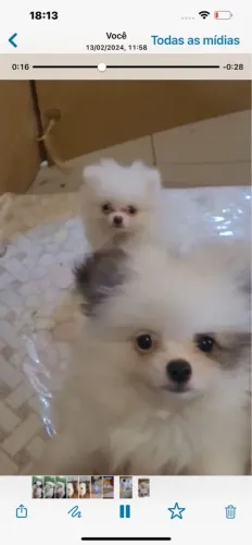 Spitz Alemão disponíveis