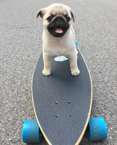 Pug filhotes fofos amizade sem julgamento