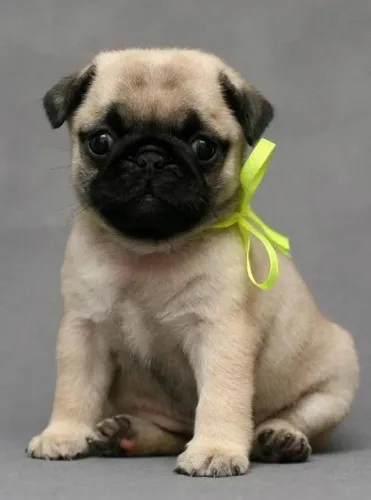 Filhotes de pug de fita