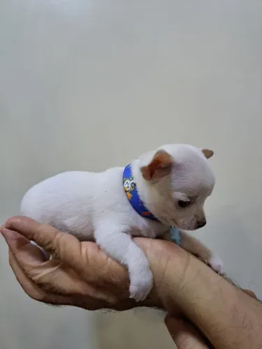 Chihuahua Macho Mini Cream: A Perfeição em Tamanho Pequeno!