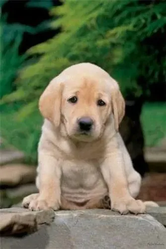 Filhote Labrador carinha de anjo muito bonzinho