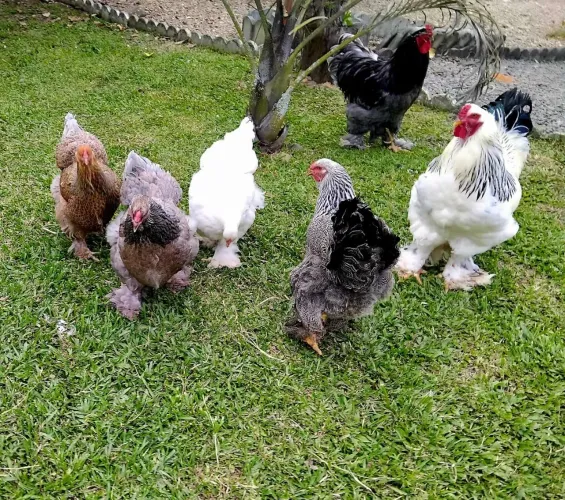 Ovos de galinha brahma