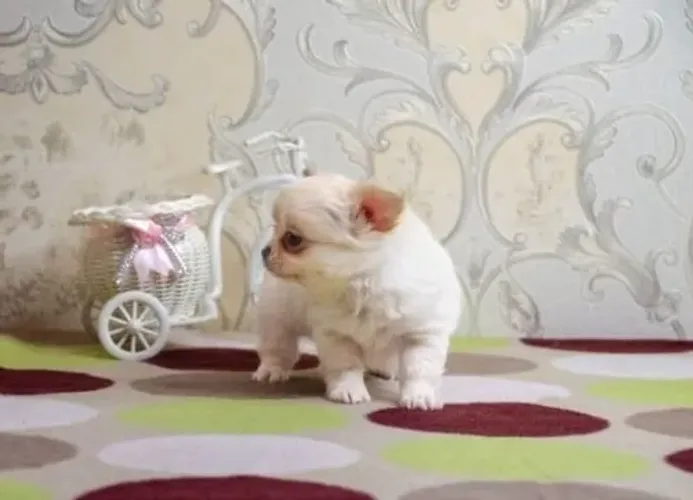 Chihuahua Miniatura Macho Destemido e Forte
