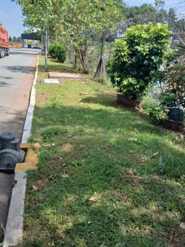 Jardim com grama e plantas
