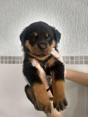 Rottweiler Macho Filhote com Pedigree, Vacinas Importadas e Garantia - Filhotes Exclusivos