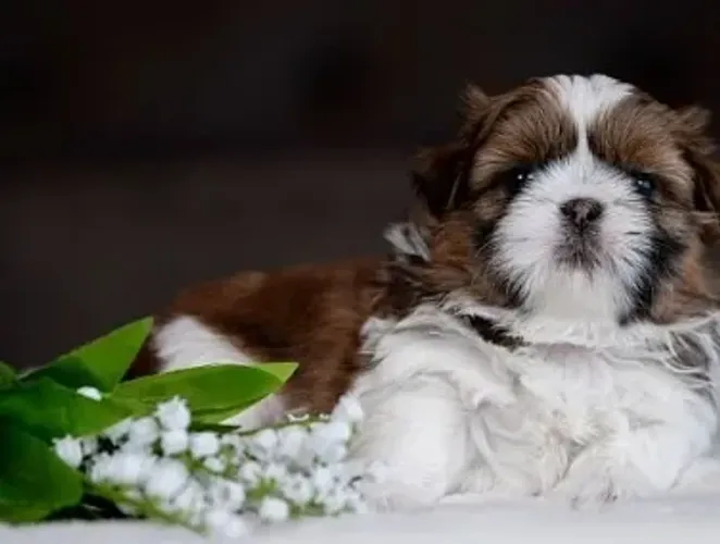 Shih-Tzu Fêmea: A Certeza de Felicidade em Cada Abraço